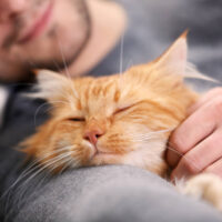Man sleeping with happy pet cat