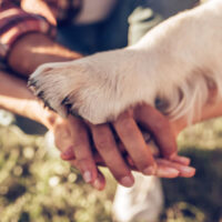 Dog paw on owners hands