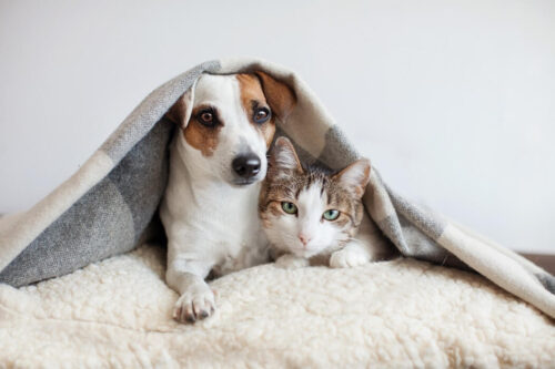 Featured image for Avoid pet scams targeting animal lovers