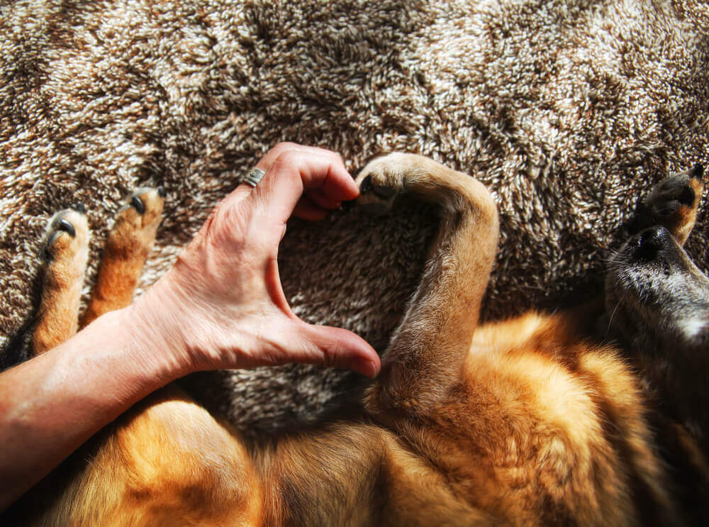 Hand and dog paw make a heart shape