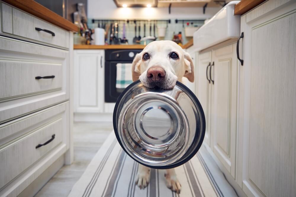 Labrador dog with food bowl