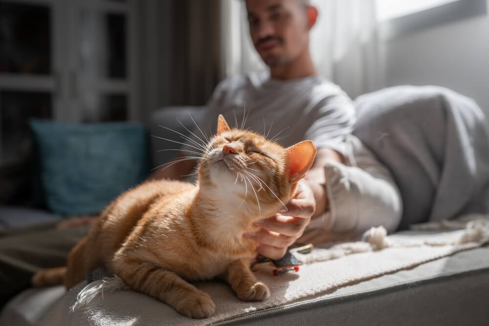 Man stroking ginger cat on sofa
