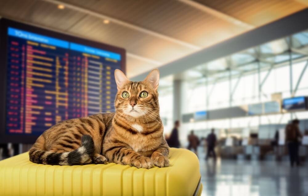 Pet cat at the airport ready to travel