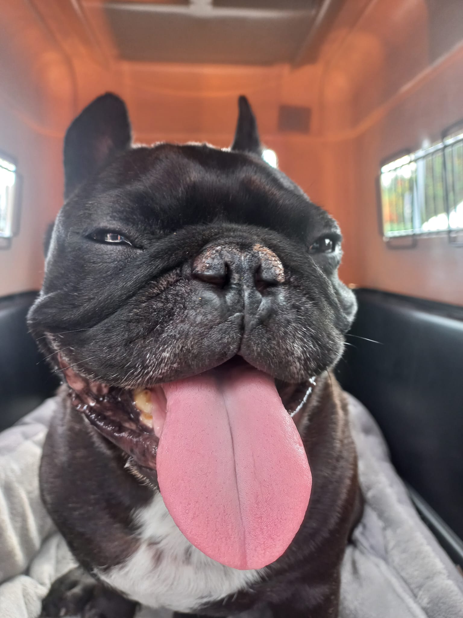 Albert the French Bulldog in transit