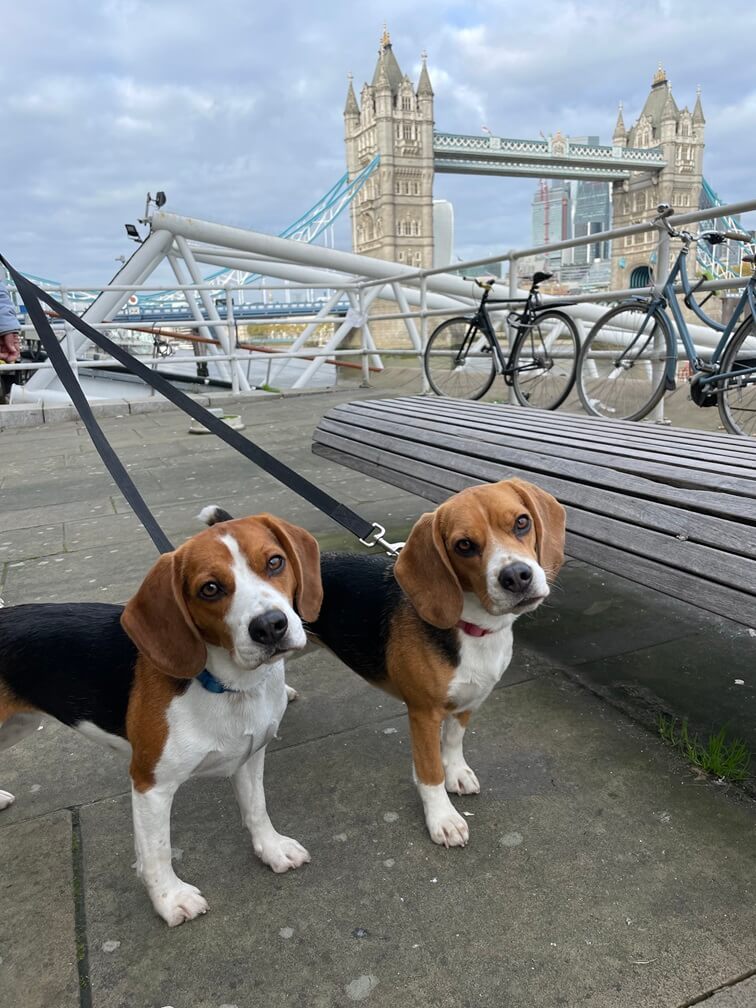 Frosia and Asya the Beagles in front of tower bridge in London