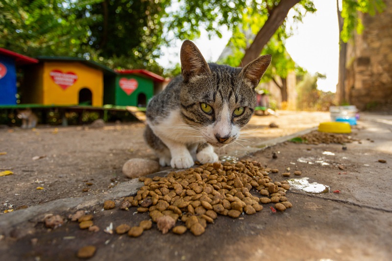 Homeless cat eating food on the street