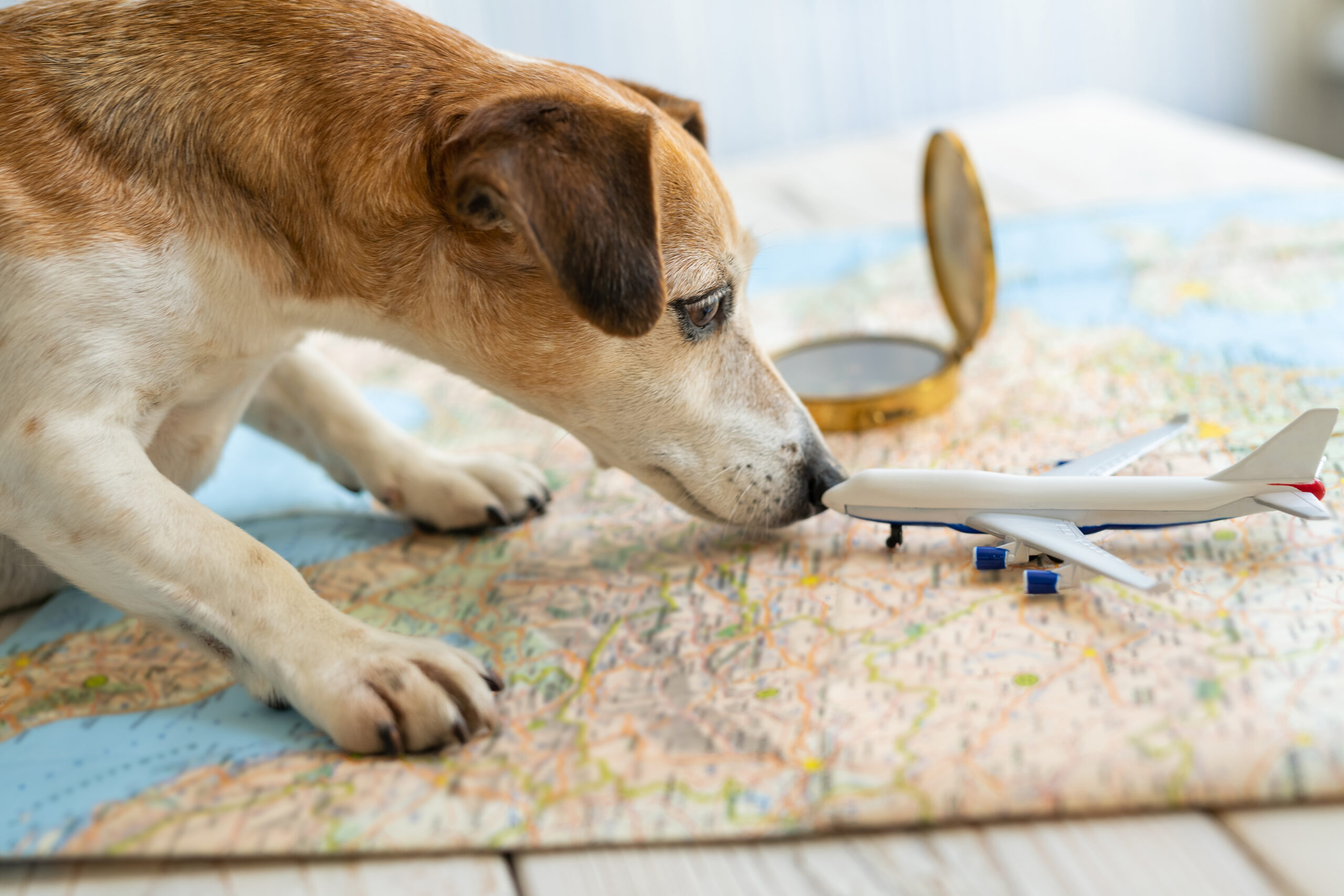 Jack Russell dog with toy airplane and map
